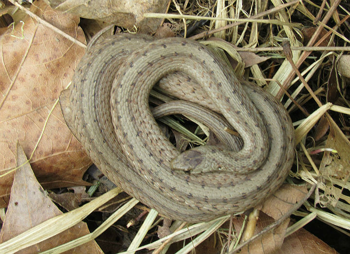 DeKay's Brown Snake